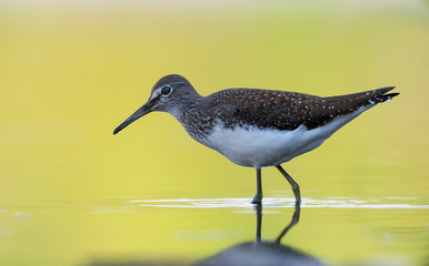 Green Sandpiper stands for posing in bright yellow water of small pool