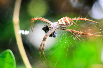 close-up of a striped spider that has caught a fly