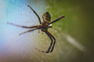 close-up photo of a spider in the web with a blurred background