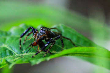 close up photo of a black spider munching on an insect with a blurred background