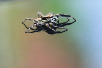 close up photo of a spider on a dusty glass