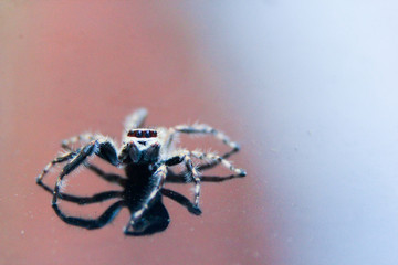 close up photo of a spider on a dusty glass