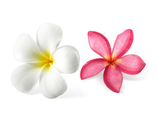 frangipani flower isolated on white background