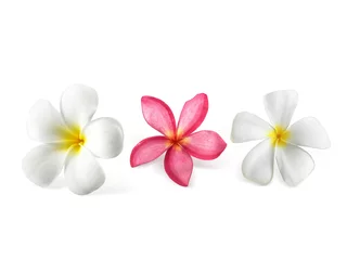 Deurstickers frangipani flower isolated on white background © Retouch man