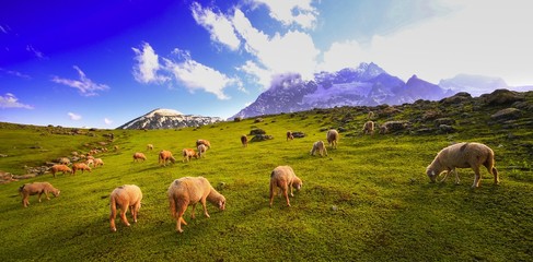 Beautiful mountain view with snow of Sonamarg, Jammu and Kashmir state, India