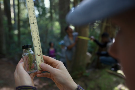 Volunteer with ruler measuring tree specimen in bottle in woods
