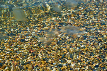 Small sea jellyfish. Jellyfish swim in sea water.