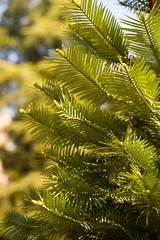 Wollemia nobilis. Bright green plants in park