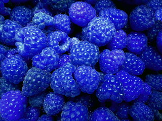 Fresh sweet blue raspberries texture background. Raspberry fruit pile background. Selection of freshly picked ripe organic blue raspberries background. Delicious first class bl