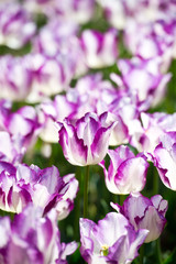 Obraz premium Amazing white and pink tulip flowers blooming in a tulip field, against the background of blurry tulip flowers in the sunny light. Variety Affair.