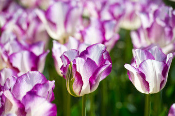 Amazing white and pink tulip flowers blooming in a tulip field, against the background of blurry tulip flowers in the sunny light. Variety Affair.