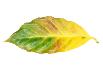 Yellow coffee leaves on white background.