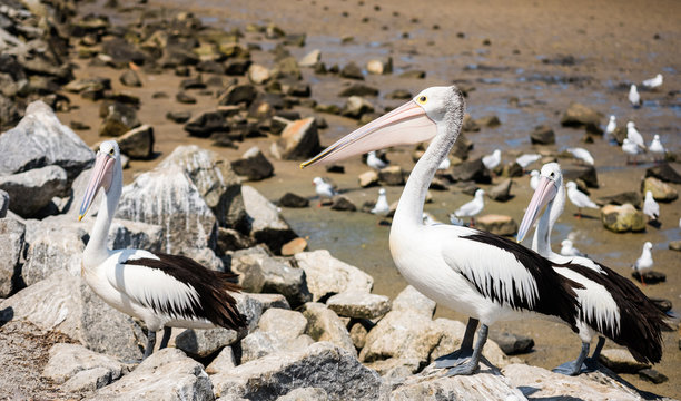 Three cool pelicans together with seagulls at the beach of Tooradin Jetty in Australia