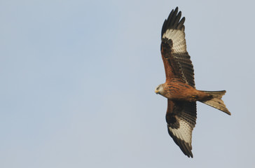 A magnificent Red Kite, Milvus milvus, flying in the blue sky in the UK.