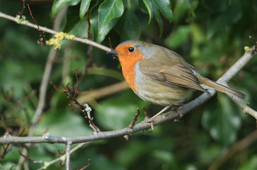 A cute Robin, Erithacus rubecula, perching on a branch in a tree.