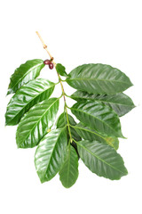 Coffee berries and leaves coffee on branch, White background.