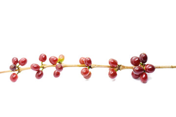 Coffee berries on branch on white background.