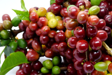 Coffee berries on branch on white background.