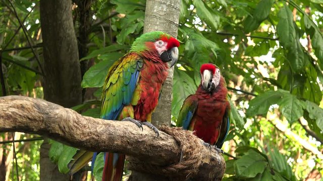 Scarlet Macaw Colorful Parrot Birds
