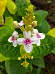 white flowers in garden