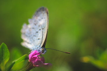 macro photography of butterflies perched on a leaf
