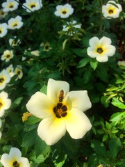 Fototapeta premium yellow flowers and bee in the garden