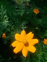 yellow flowers in garden