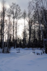 winter in the birch forest
