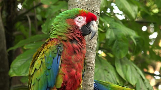 The Scarlet Macaw (Ara macao) sitting on a branch.The Scarlet Macaw is a large, red, yellow and blue South American parrot. It is native to humid evergreen forests of tropical South