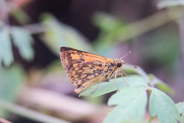 macro photography of butterflies perched on a leaf