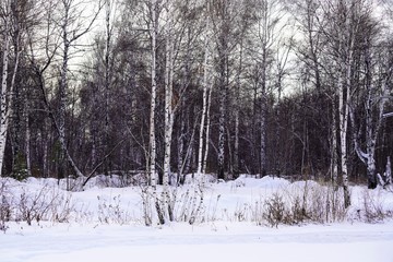 birch forest in winter in cloudy day 