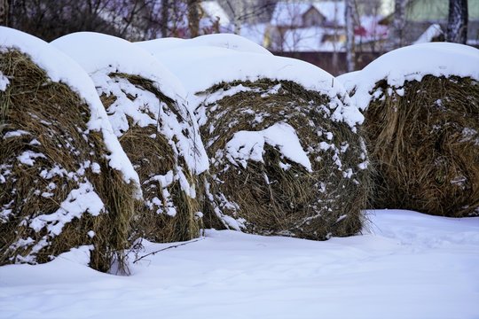 snowy dry hay bales in winter