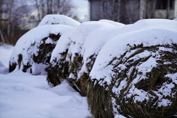 snow covered hay rolls in forest