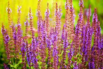 Purple sage flowers blossom close up, green grass, yellow sunlight blurred background, blooming violet salvia sunny morning field, summer lavender landscape, spring heather meadow, vivid lilac color