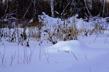 winter landscape with trees and snow