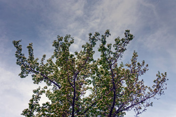 Branches of a wild apple tree with white flowers on a background of a cloudy spring sky.