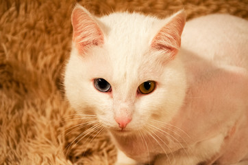 Portrait of a white cat on a yellow plaid