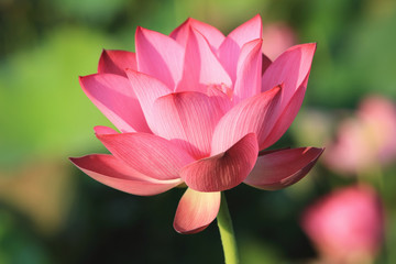 Lotus flower,close-up of beautiful red with pink lotus flower blooming in the pond in summer