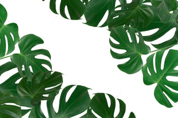 Real Monstera leaves isolated on white background