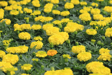 Chrysanthemum flowers and buds,many beautiful yellow flowers and buds blooming in the garden