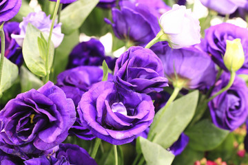 Obraz na płótnie Canvas Purple roses close-up,beautiful purple with blue roses blooming in the garden in spring 