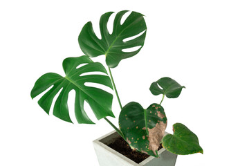 Real Monstera leaves in pot isolated on white background