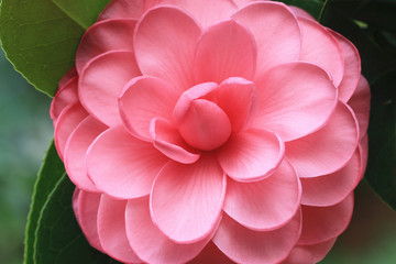Pink camellia flower close-up,beautiful pink camellia flower blooming in the garden 