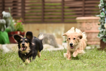 ダックスフンド