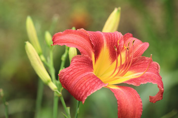 Day lily(Hemerocallis fulva,Orange Day lily) flower and buds,close-up of red with yellow day lily flower blooming in the field