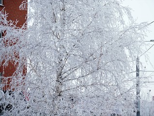 snow background with hoar frost birch tree