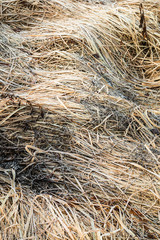 background of grass which was covered with frost from the first frosts