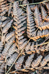 fern leaves frozen by the first frost in the autumn forest