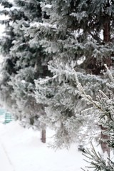 snow covered pine trees
