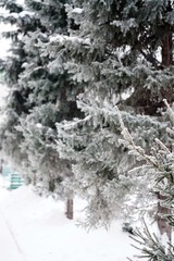 snow covered fir trees in russia
